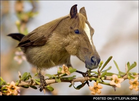 Bird horse
