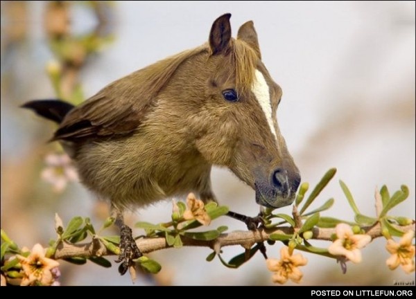 Bird horse
