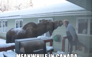 Meanwhile in Canada. Kissing a moose.