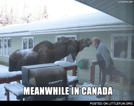 Meanwhile in Canada. Kissing a moose.