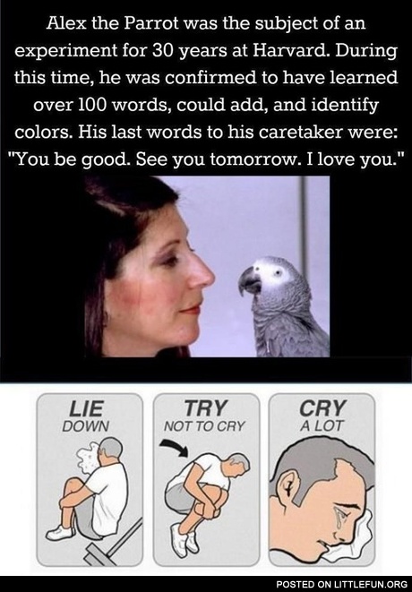 Alex the Parrot