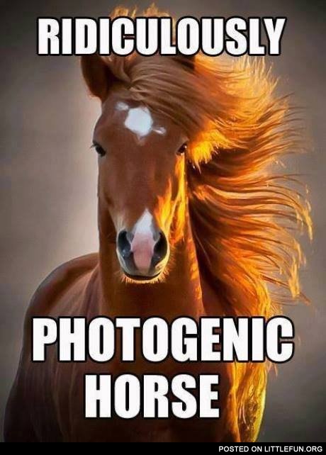 Ridiculously photogenic horse