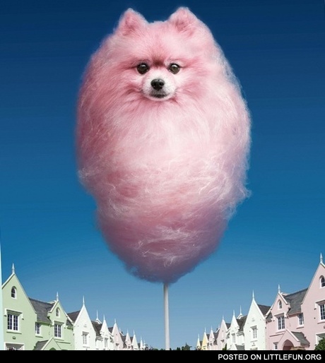 Candy floss dog