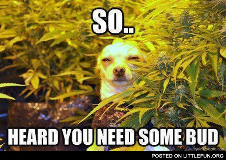 Heard you need some bud