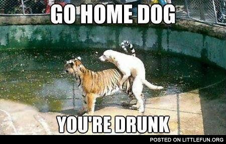 Go home dog