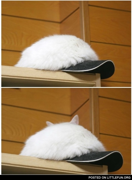 Master of disguise