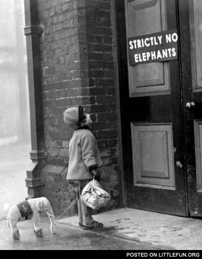No elephants