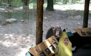 To the zoo in brand new banana costume
