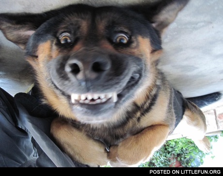 Smiling dog