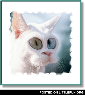 What the cat?
