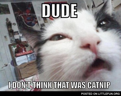 Dude