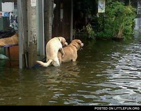 Flood? What flood?
