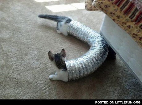 Long cat