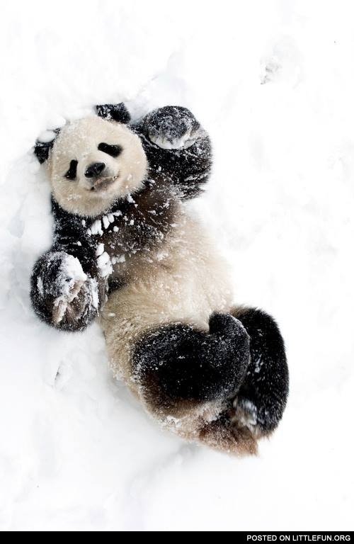 Sexy panda