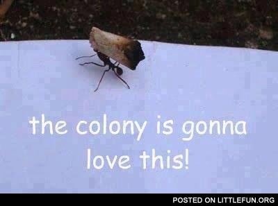 The colony is gonna love this