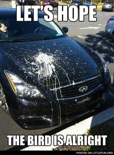 The birdie and the car