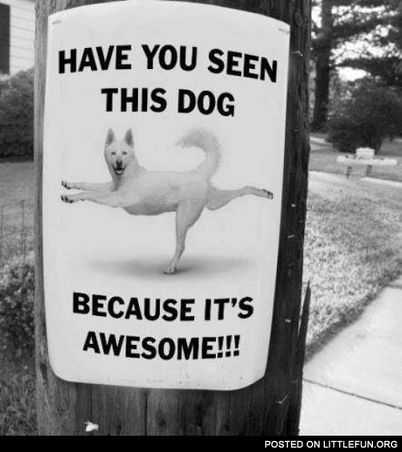 Have you seen this dog?