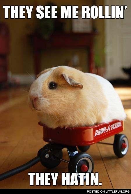 They see me rollin' they hatin