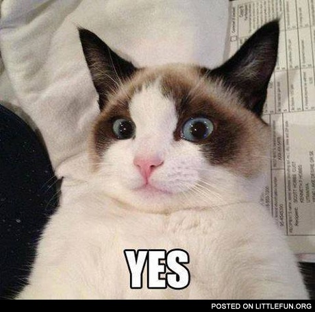 Grumpy cat's antipode