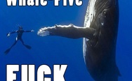 Whale-Five