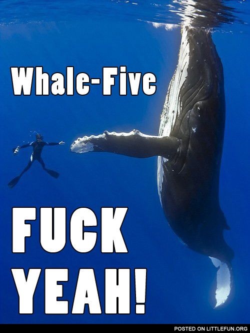 Whale-Five