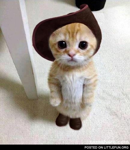 Cat in the boots