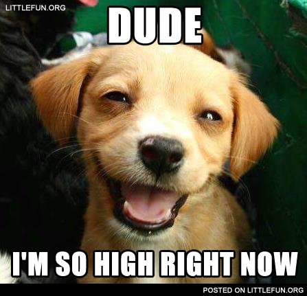 Dude, I'm so high right now