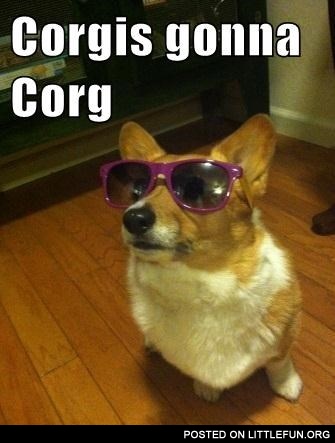 Corgis gonna corg