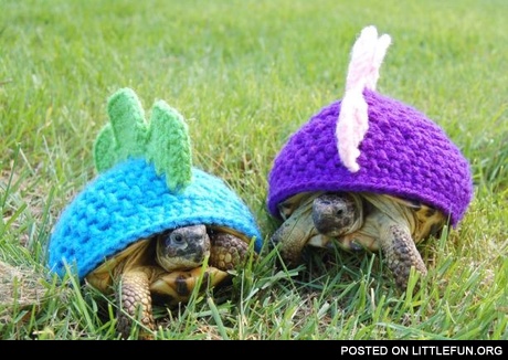 Punk turtles