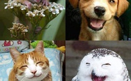 Happiness. Smiling animals.