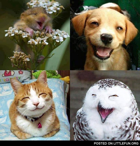 Happiness. Smiling animals.
