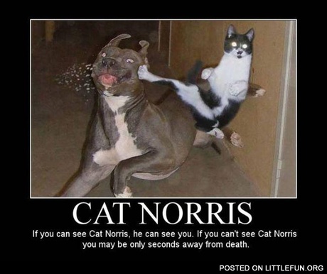 Cat Norris