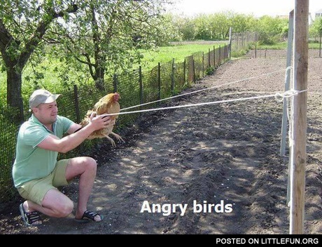 Angry birds