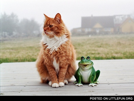 Buddies