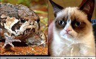 Grumpy Cat vs. Namaqua Rain Frog