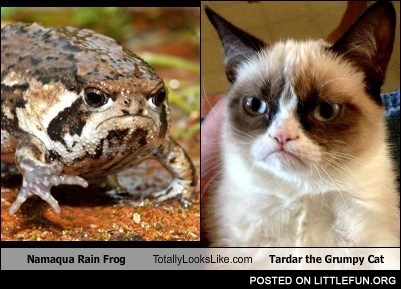 Grumpy Cat vs. Namaqua Rain Frog