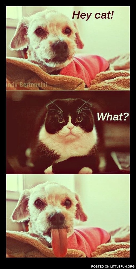 Hey, cat