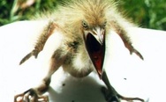 A really angry bird