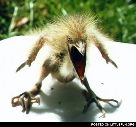 A really angry bird