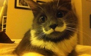 Cat with mustache