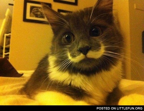 Cat with mustache