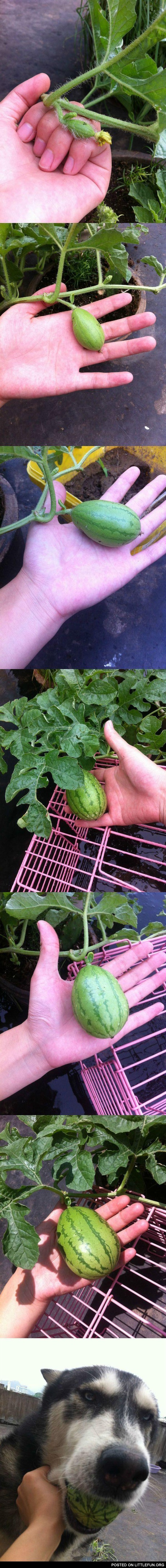 First time to plant watermelon