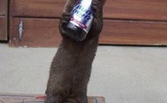 Otter and beer