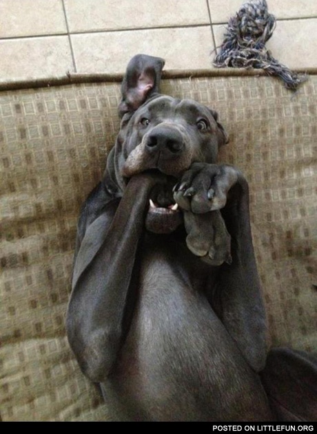 Shocking dog