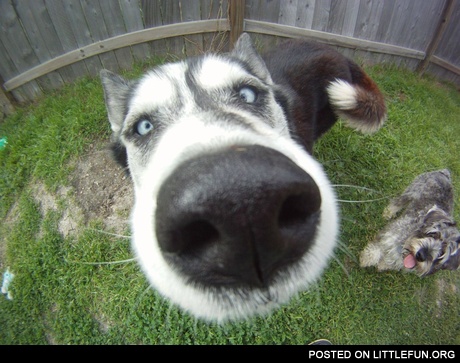 Weird dog