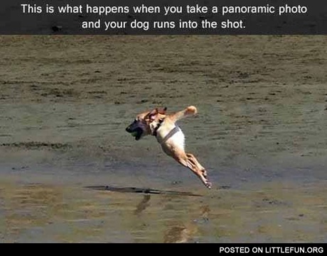Dog's panoramic photo