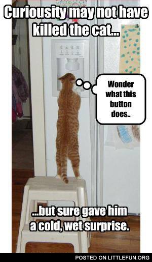 Curiousity and the cat