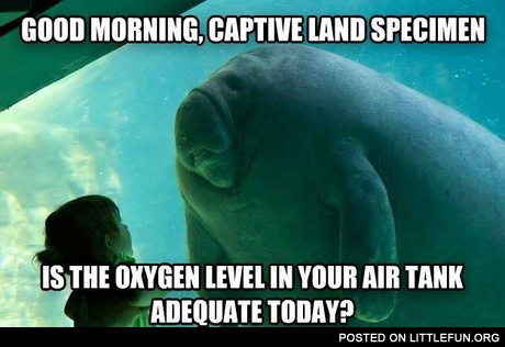 Good morning, captive land specimen