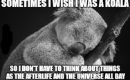 Sometimes I wish I was a koala