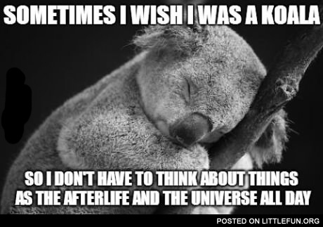 Sometimes I wish I was a koala